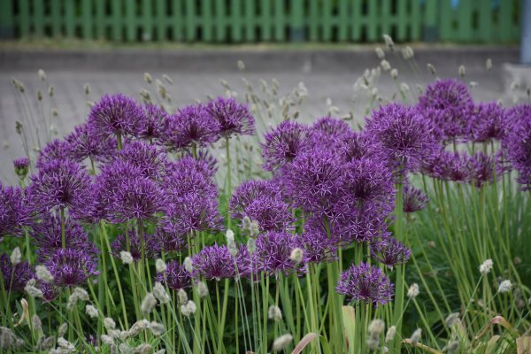 Skelbiama darbdavių, pageidaujančių dalyvauti užimtumo didinimo programoje 2025 metais, atranka