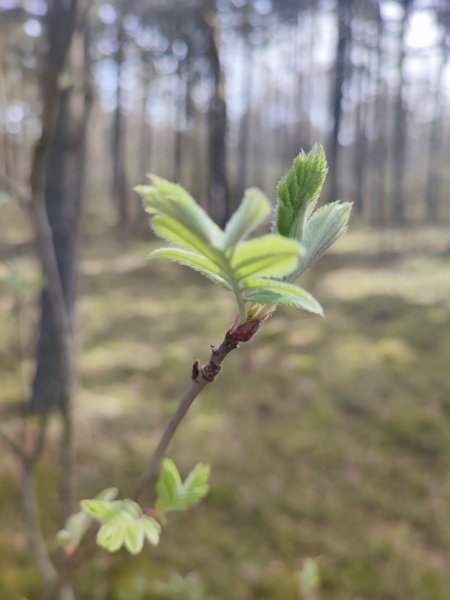 Kaip tvarkyti žaliąsias atliekas?