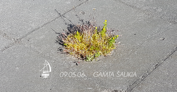 Tradicinis Zavišos fondo renginys „Zavišinės“: rugsėjo 5-6 dienomis