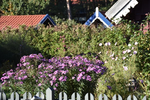 Šiandien – Neringos 588-ųjų ištakų diena!