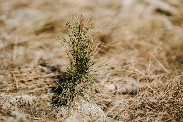 Neringa kviečia į miškasodį, skirtą Martyno Liudviko Rėzos 250-osioms gimimo metinėms