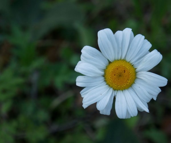 Mero sveikinimas Lietuvos medicinos darbuotojų dienos proga 